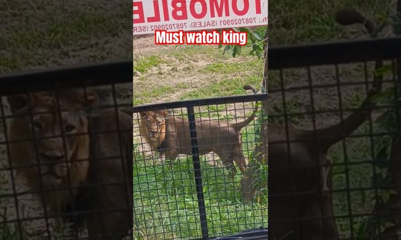 Lion 🦁 zoo Chandigarh |lion safari|#short #shortfeed #wildlife #animals #trending #ytshorts