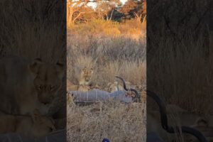 Lions Gang Hunting Elk #wildlife #animals #nature #shortsfeed #viralvideo