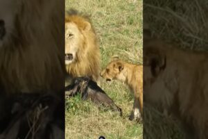 Lions Hunting Wildbeest #wildlife #safari #animals #viralvideo #shortsfeed