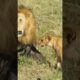 Lions Hunting Wildbeest #wildlife #safari #animals #viralvideo #shortsfeed