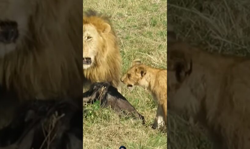 Lions Hunting Wildbeest #wildlife #safari #animals #viralvideo #shortsfeed