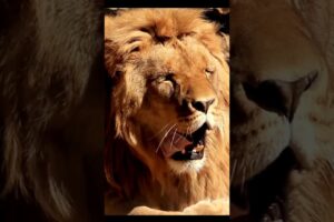 Lions Like You’ve Never Seen Before: Raw, Wild, and Unstoppable,  #animals #wildlife