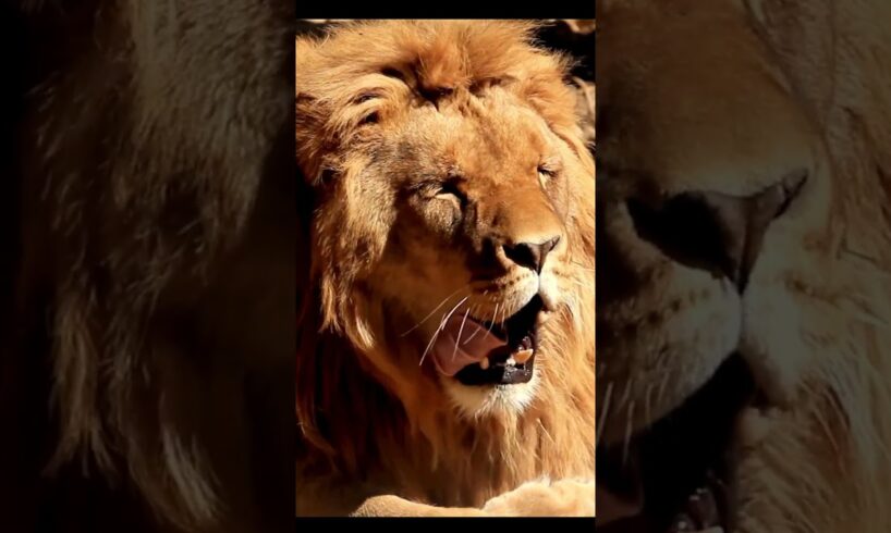 Lions Like You’ve Never Seen Before: Raw, Wild, and Unstoppable,  #animals #wildlife