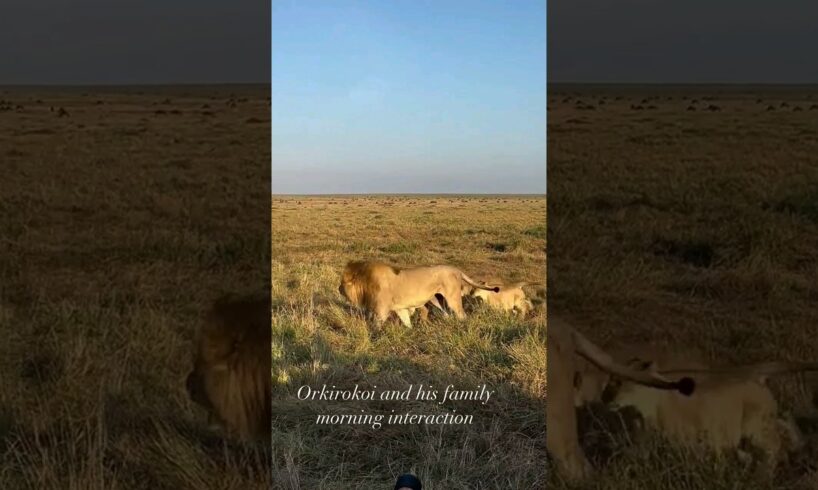 Lions Pride🔥🦁🦁🔥 #safari #wildlife #animals #africa #shortsfeed #viralvideo