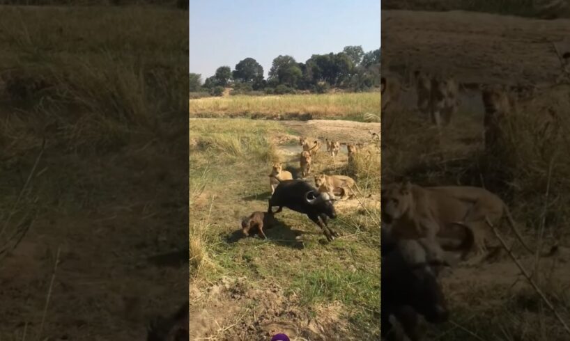 Lions Pride 🔥vs🔥 Buffalo gang #animals #wildlife #safari #shortsfeed #viralvideo