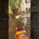 Lisa fought over the milk bottle #monkey #animals #cute #trending #memes #shorts #funny #short