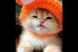 Little Cute baby cat wearing a cap - Meowing - Adorable cute kitten - Lovely little cute pet #shorts