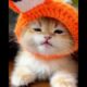 Little Cute baby cat wearing a cap - Meowing - Adorable cute kitten - Lovely little cute pet #shorts