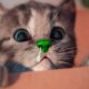 Little Kitten My Favorite Cat Pet Care - Play Cute Kitten Video Games For Children