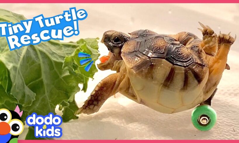 Little Turtle With A Twisty Shell Races Around On Skateboard Wheels | Rescued! | Dodo Kids