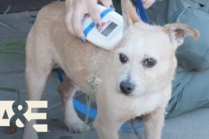 Live Rescue: Top 6 Animal Rescues - Part 2 | A&E