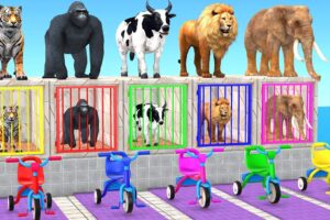 Long Slide Game with Elephant Gorilla Hippopotamus Tiger - 3d animal cage game - funny 3d animals