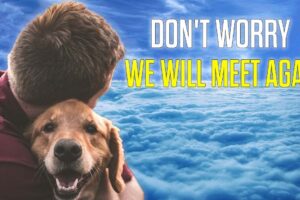 Man Cried by What He Saw His Pets Doing in Heaven | Near Death Experience