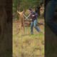 Man Rescues Dog From Kangaroo