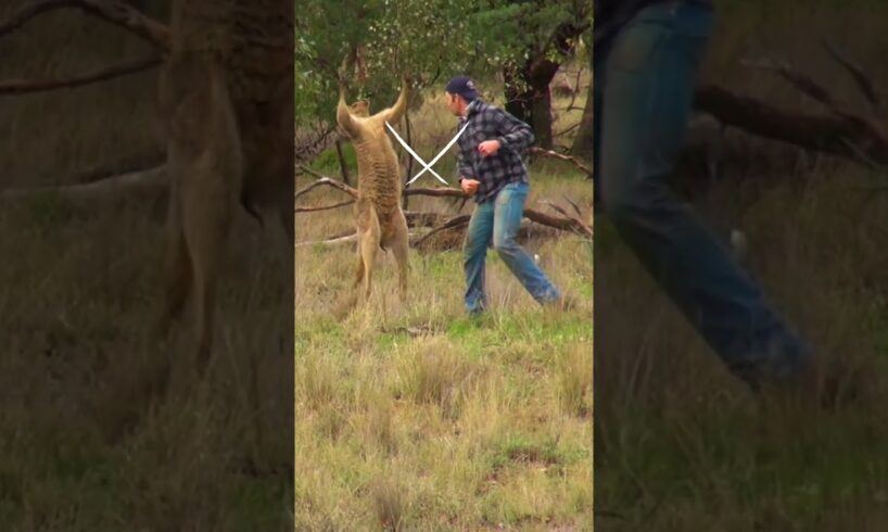 Man Rescues Dog From Kangaroo