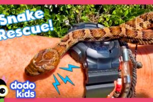 Man Rescues Snakes From Dog's Mouth And Other Weird Places! | Dodo Kids | Rescued!