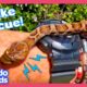 Man Rescues Snakes From Dog's Mouth And Other Weird Places! | Dodo Kids | Rescued!