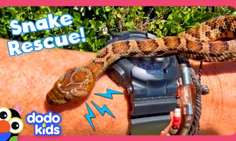 Man Rescues Snakes From Dog's Mouth And Other Weird Places! | Dodo Kids | Rescued!