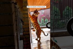 Man adopted a tiger cub #animal #animalrescue #rescue #shortvideo #shorts #tiger