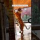 Man adopted a tiger cub #animal #animalrescue #rescue #shortvideo #shorts #tiger