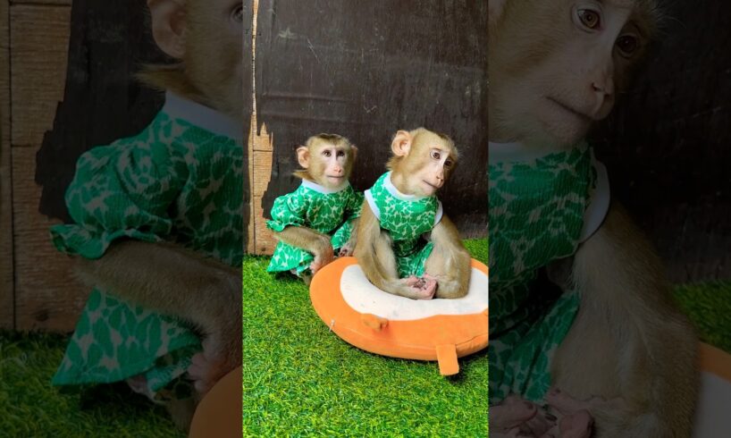 Mario and marry sit play #shorts #monkey #youtube #pets #youtubeshorts #viralvideo #animals #funny