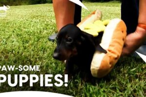 Meet Cutest Puppies: Dachshund, German Shepherd & Jack Russell Terrier | Too Cute | Animal Planet