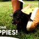 Meet Cutest Puppies: Dachshund, German Shepherd & Jack Russell Terrier | Too Cute | Animal Planet