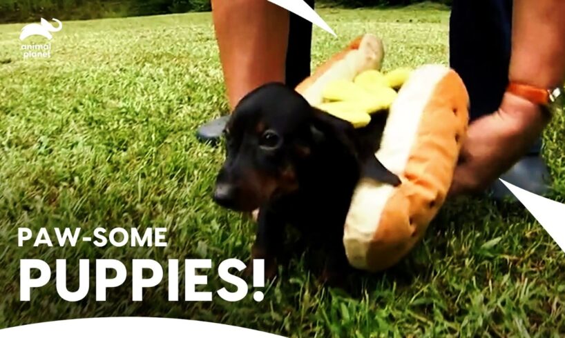 Meet Cutest Puppies: Dachshund, German Shepherd & Jack Russell Terrier | Too Cute | Animal Planet