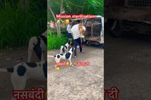 Mission sterilization🐶🐕| नसबंदी करवा दी🥹😊😍🐕🐶#sterilization #dog