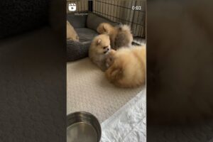 Mommy with cute puppies #trending #dogbarkingsounds #cuteanimal #shorts #youtubeshorts #viralshorts