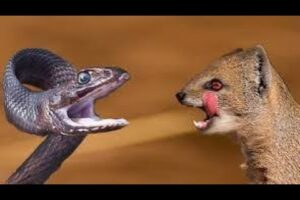 Mongoose vs snake fight | animal skirmish | animals video 😲 😖 😱 👹