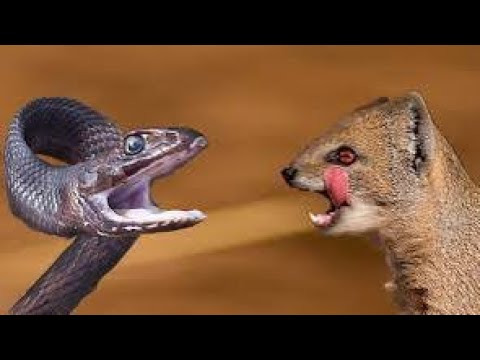 Mongoose vs snake fight | animal skirmish | animals video 😲 😖 😱 👹