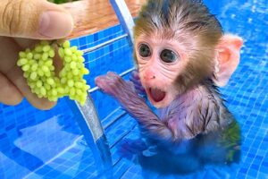 Monkey Baby Bon Bon harvest fruit in the garden and eat with puppy and duckling at the pool