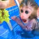 Monkey Baby Bon Bon harvest fruit in the garden and eat with puppy and duckling at the pool