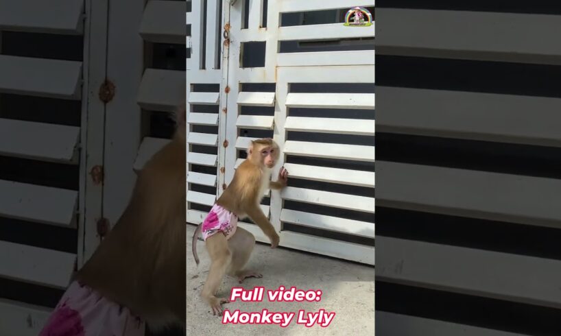 Monkey Lyly patiently waits for her mother to come home. #shorts #monkey #youtubeshorts #funny