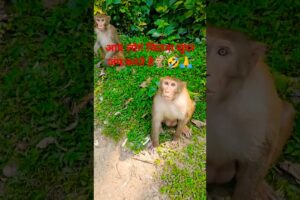 Monkey ka jumping power..🐒🤣🙏#funny #monkey #comedy #animals