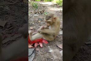 Monkeys play with gloves #monkey #hanuman #animals #shorts