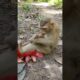 Monkeys play with gloves #monkey #hanuman #animals #shorts