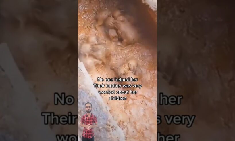 Mother Calls For Help To Save Her Puppies From Mud  #puppy  #animalrescue #adopteddog #rescuedog