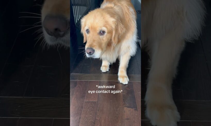 My dog thinks she’s invisible 😂 #dogshorts #goldenretriever #puppy #dogs #puppies #funnyvideos