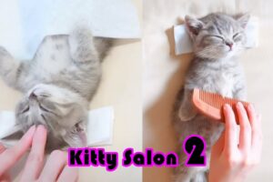 NEW! 😍Kitty Salon 2 - Super cute kitten baby cat having SPA treatment full service