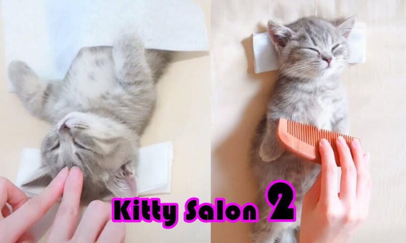 NEW! 😍Kitty Salon 2 - Super cute kitten baby cat having SPA treatment full service