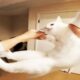 New Funny Animals 🐧 - CATS And DOGS Funny video 😺🐶 2024