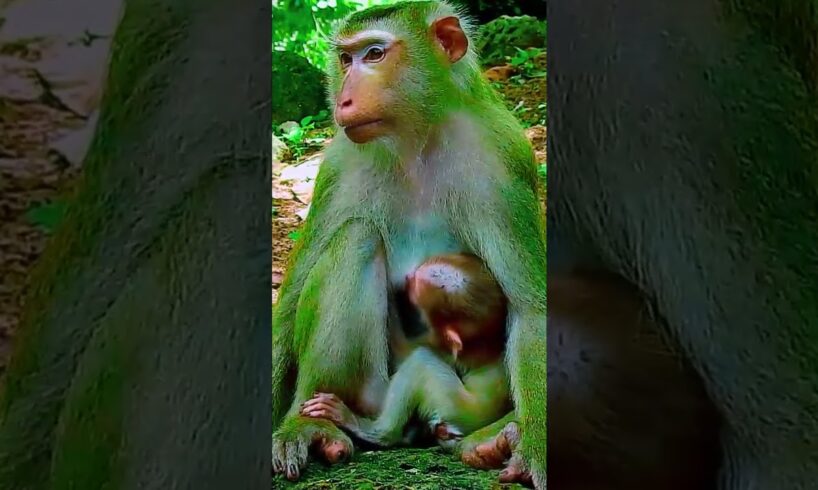 Omg! Look The Way To Rescue Pity Monkey at KPC| How The Man Rescue Pity Monkey?