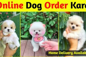 Online dog kaise kharide | Teacup Pomeranian dog  | How to buy a dog online? |  Online Dog buy kare