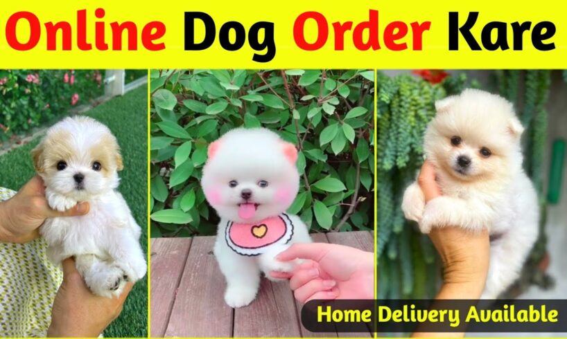 Online dog kaise kharide | Teacup Pomeranian dog  | How to buy a dog online? |  Online Dog buy kare