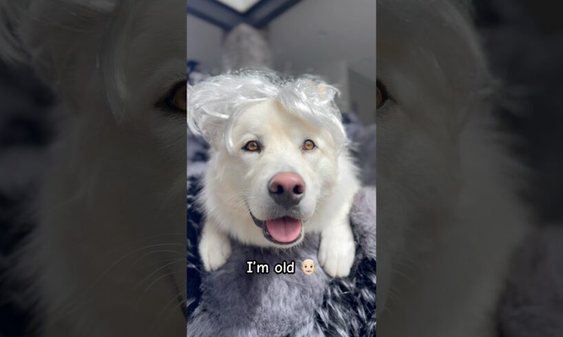 Only INTROVERTS will understand! #husky #puppies #funnyhuskyvideo