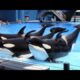 Orca Encounter (Full Show) - SeaWorld Orlando - June 7, 2022