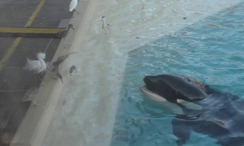 Orca Uses Bait To Hunt Bird