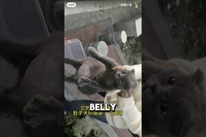 Owner Left Big Belly Cat To Die On The Street ❤️#animalrescue #Cat #catshorts